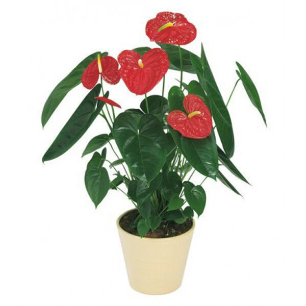 Anthurium