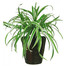Dracena Plant