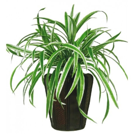 Dracena Plant