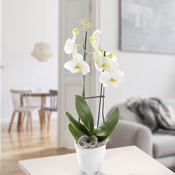 Orchidee im weißen Topf mit weißen Blüten