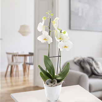Orchidee mit weißen Blüten