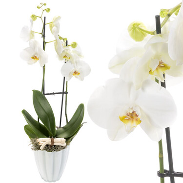 Orchidee mit weißen Blüten Orchidee mit weißen Blüten