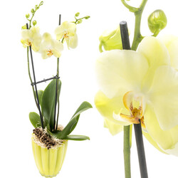 Orchidee mit gelben Blüten Orchidee mit gelben Blüten