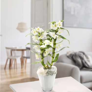 Asiatische Trauben-Orchidee Asiatische Trauben-Orchidee