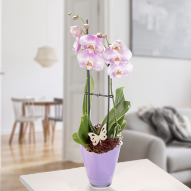 Orchidee mit pinken Blüten Orchidee mit pinken Blüten