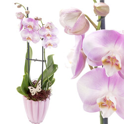 Orchidee mit pinken Blüten Orchidee mit pinken Blüten