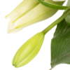 Sympathy Bouquet Liebevoller Gruß