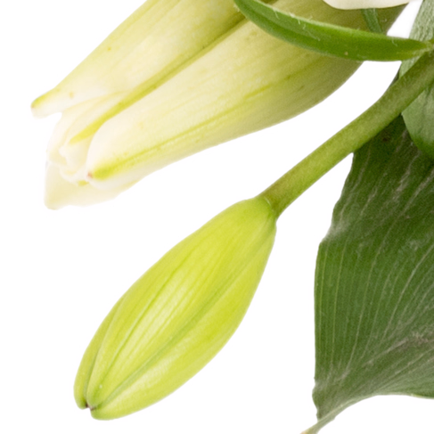 Sympathy Bouquet Liebevoller Gruß