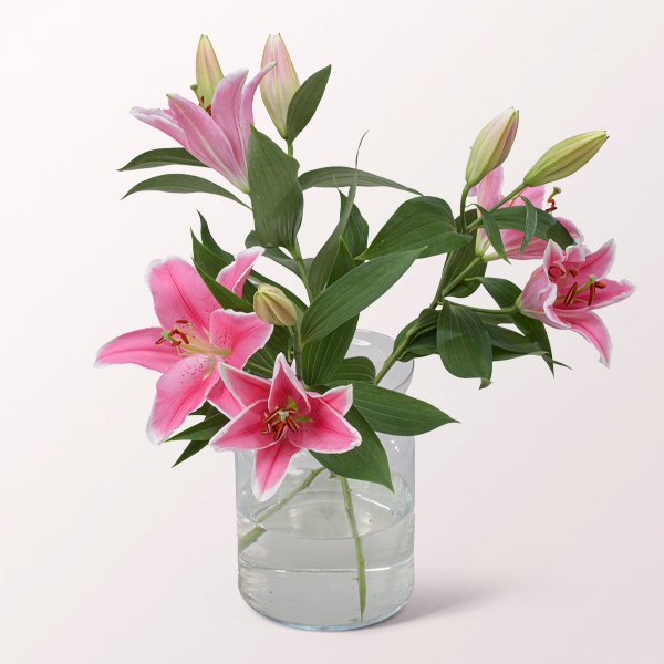 3 rosa Lilien