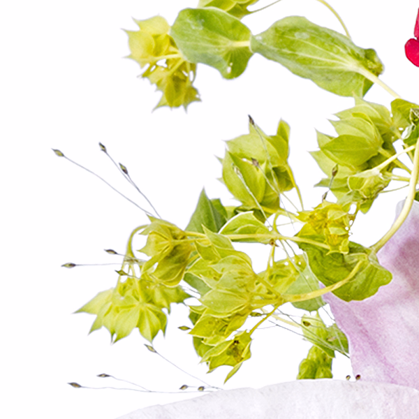 3 rosa Lilien