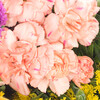 Blumenstrauß Farbenspiel mit Vase & Teaballs & Ferrero Giotto 3er