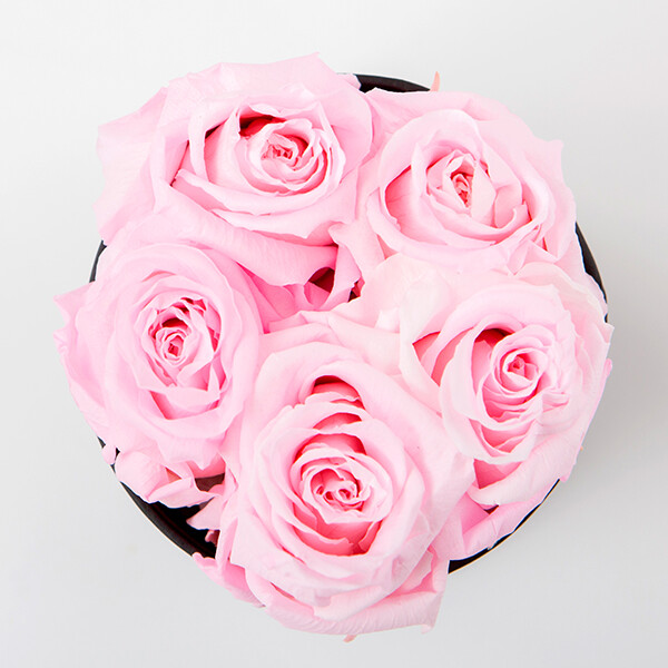 Haltbare Rosen Haltbare Rosen