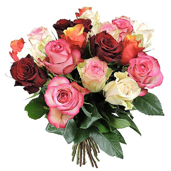 Mixed coloured roses in a bunch