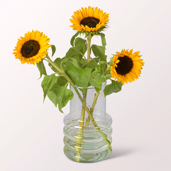 3 Sonnenblumen