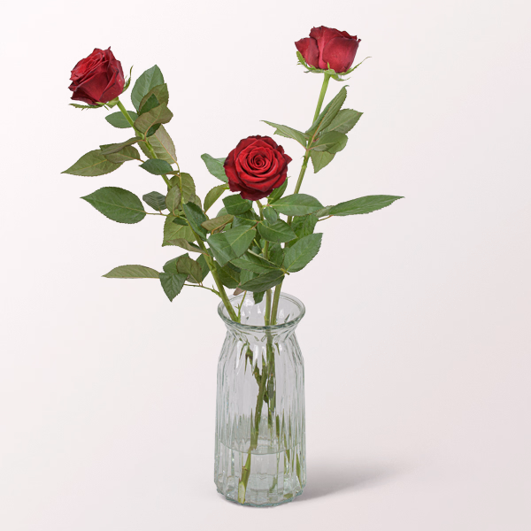 3 rote Premiumrosen
