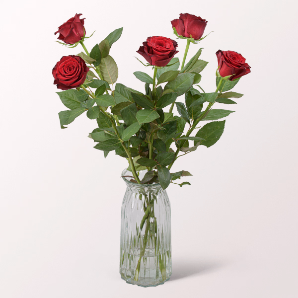 5 rote Premiumrosen
