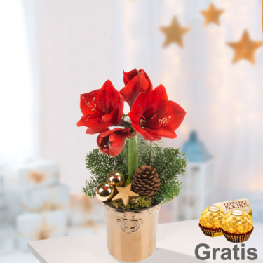 Rote Amaryllis im Topf mit 2 Ferrero Rocher Rote Amaryllis im Topf mit 2 Ferrero Rocher