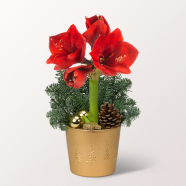 Rote Amaryllis im Topf Rote Amaryllis im Topf