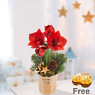 Red Amaryllis in a pot with 2 Ferrero Rocher