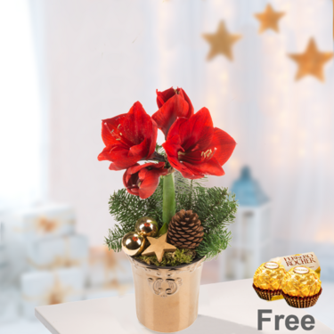 Red Amaryllis in a pot with 2 Ferrero Rocher Red Amaryllis in a pot with 2 Ferrero Rocher