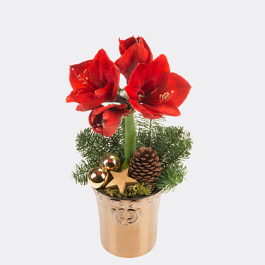 Red Amaryllis in a pot