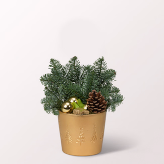 Red Amaryllis in a Pot