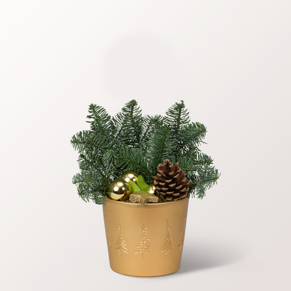 Red Amaryllis in a Pot