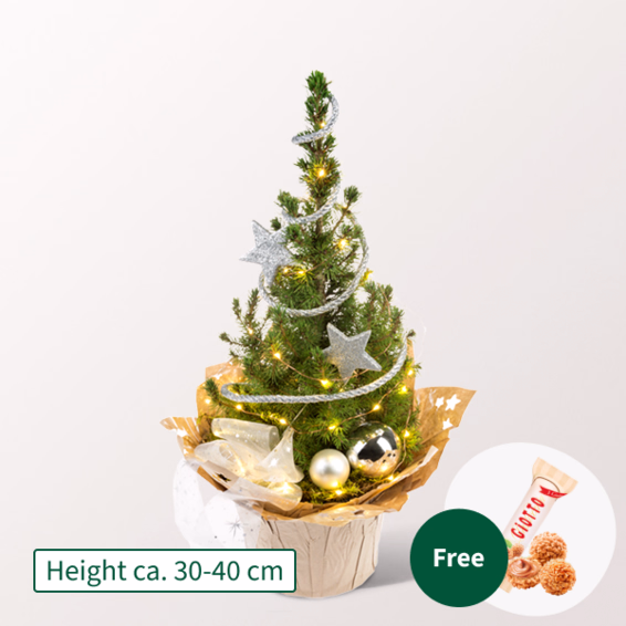 X-Mas Tree Sternenglanz with X-Mas lights with 3 Ferrero Giotto