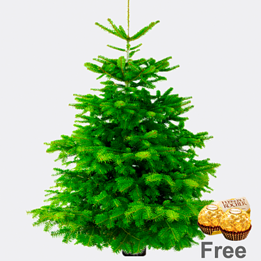 Real Nordmann Christmas Tree in 3 sizes with 2 Ferrero Rocher