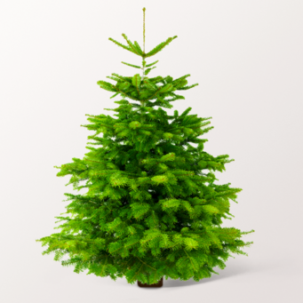 Real Nordmann Christmas Tree in 2 sizes