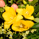 Blumenstrauß Frühlingszauber mit Vase & Ferrero Giotto 3er