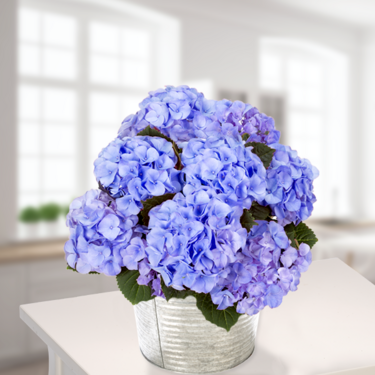Blaue Hortensie im Zinkeimer Blaue Hortensie im Zinkeimer