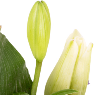 Trauerkranz in Weiß und Lila