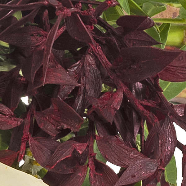 Liegestrauß in Weiß und Rot