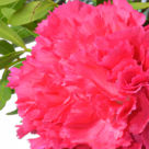 Blumenstrauß Kaminfeuer mit Vase & 2 Ferrero Rocher
