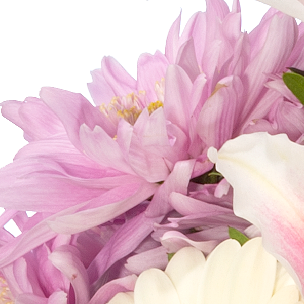 Chrysanthemen