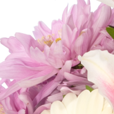 Chrysanthemen