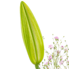 Blumenstrauß Karat mit Vase & Ferrero Raffaello