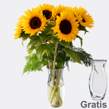 7 Sonnenblumen im Bund mit Vase