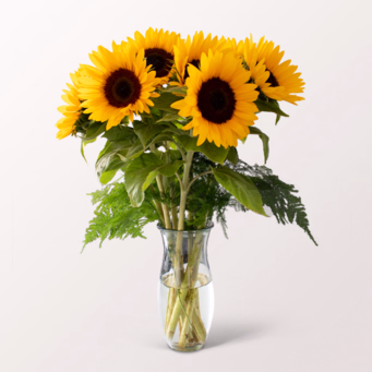 Bunch of 7 Sunflowers with SunLolly Raspberry & vase