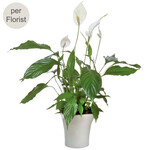 Spathiphyllum