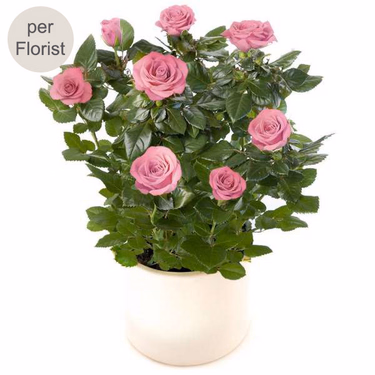 Rosa Rose im Topf