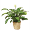 Classic Peace Lily Plant
