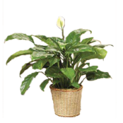 Classic Peace Lily Plant