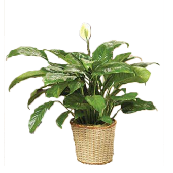 Classic Peace Lily Plant