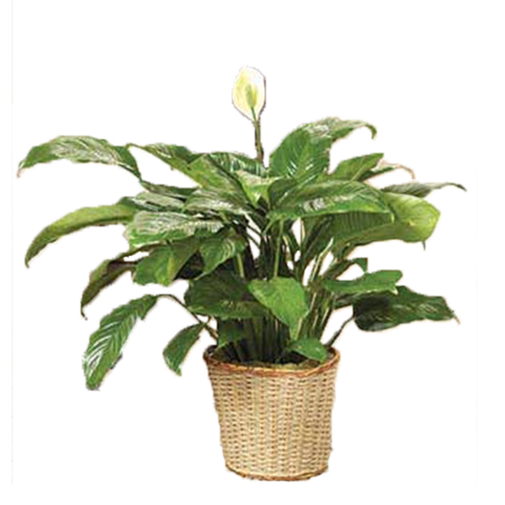 Classic Peace Lily Plant