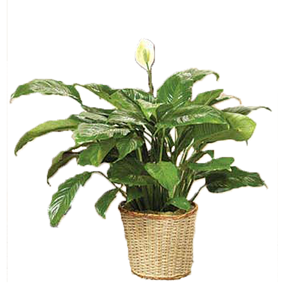 Classic Peace Lily Plant