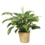 Classic Peace Lily Plant