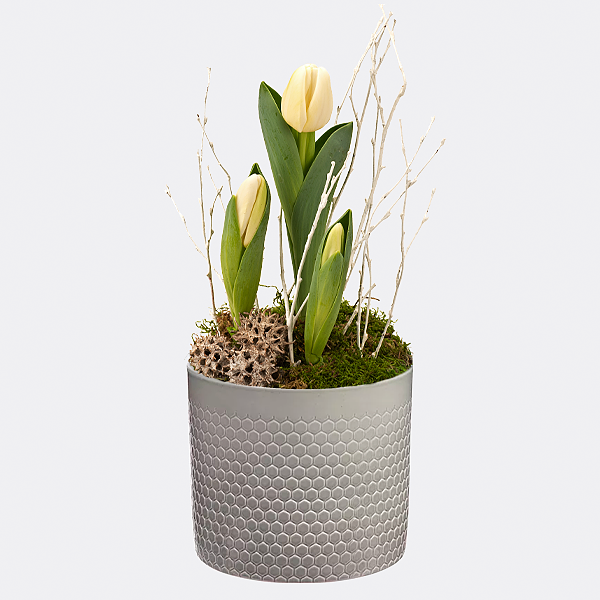 White Tulips in a pot