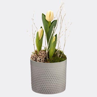 White Tulips in a pot